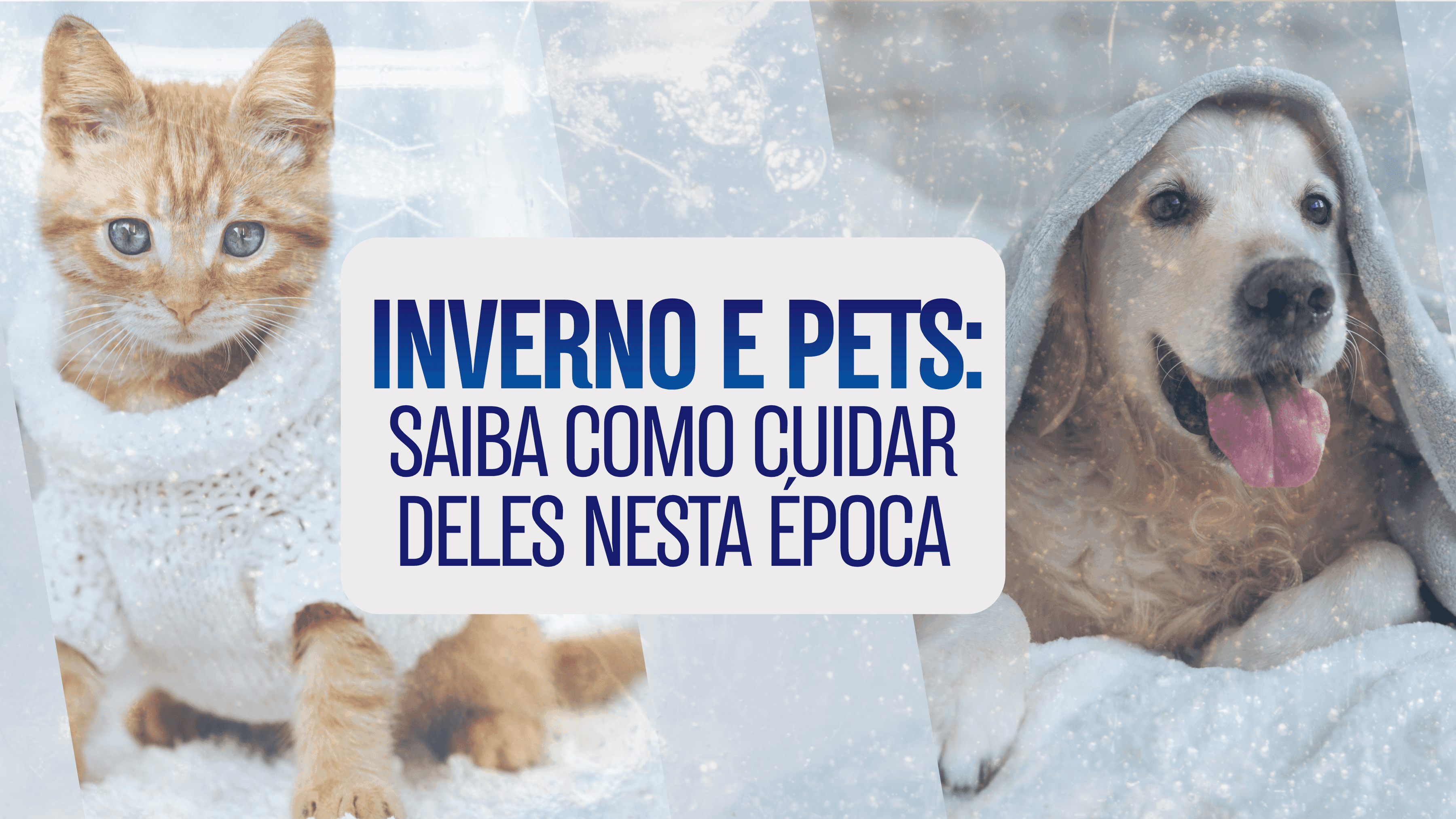 INVERNO: OS CUIDADOS QUE SEU PET PRECISA PARA FICAR SAUDÁVEL