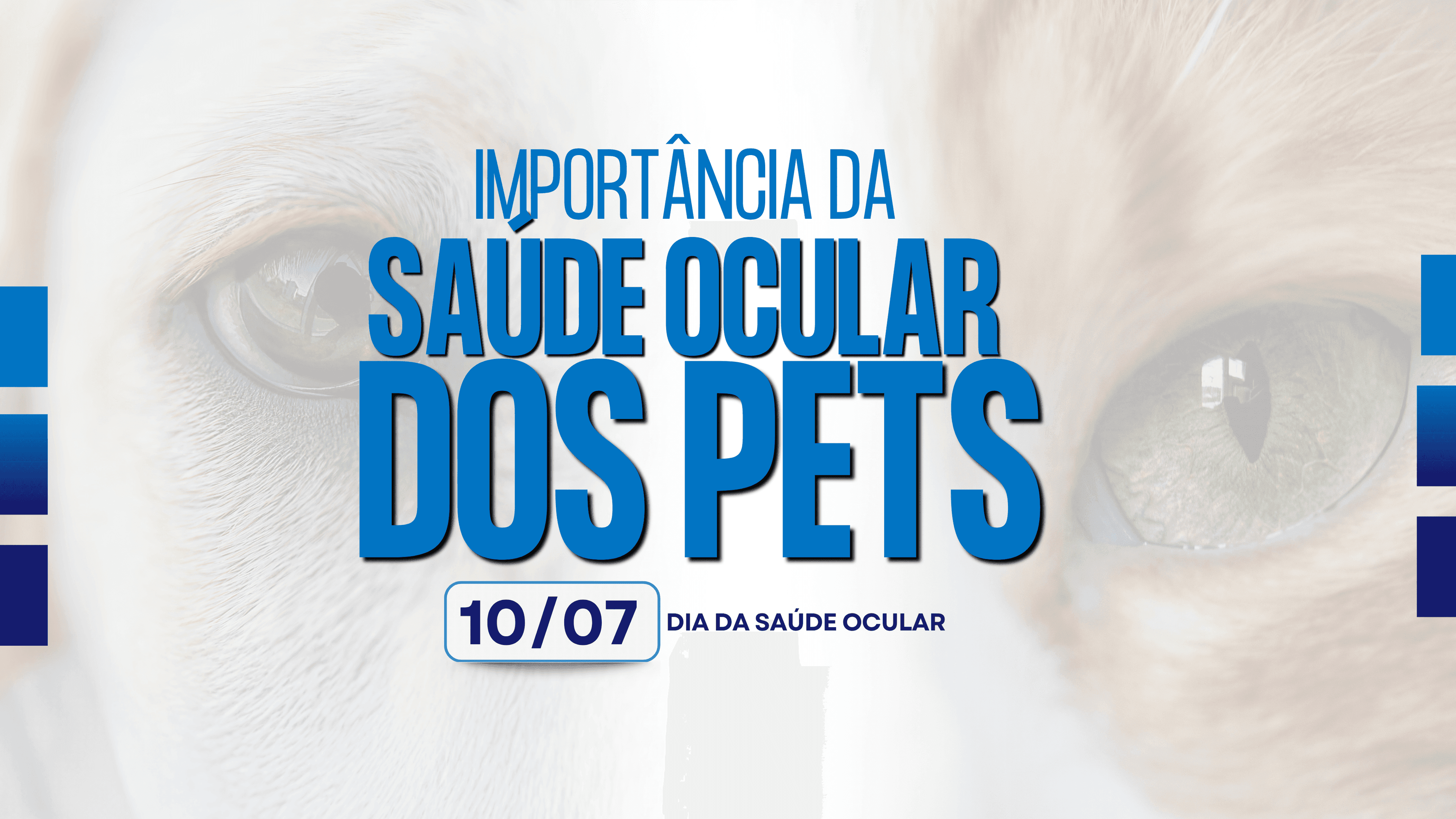 COMO MANTER A SAÚDE OCULAR DE CÃES E GATOS